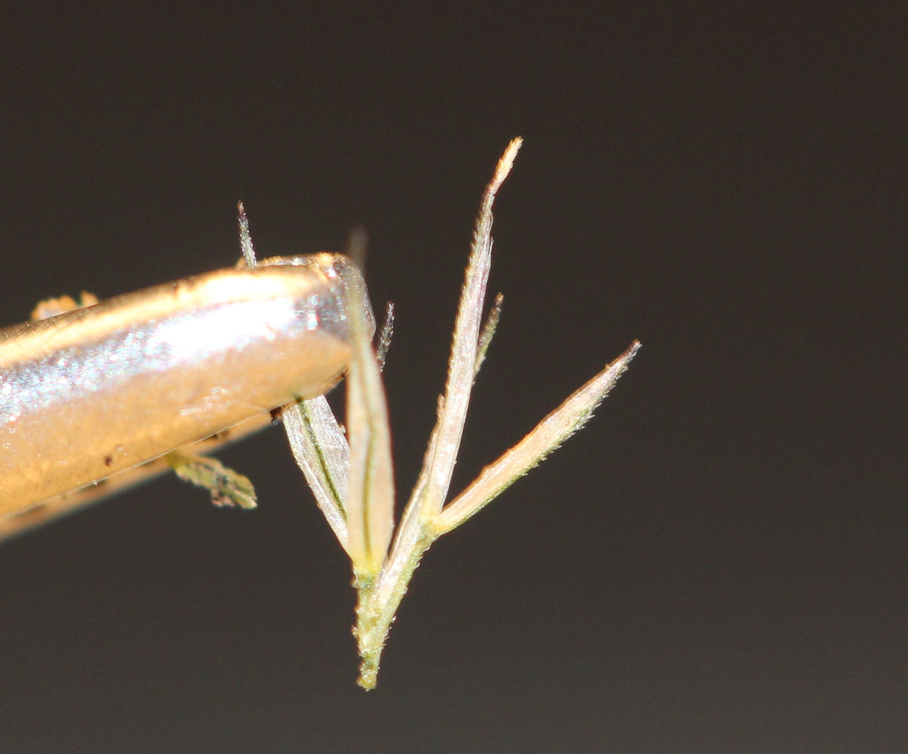 Muhlenbergia mexicana (door Niels Eimers)