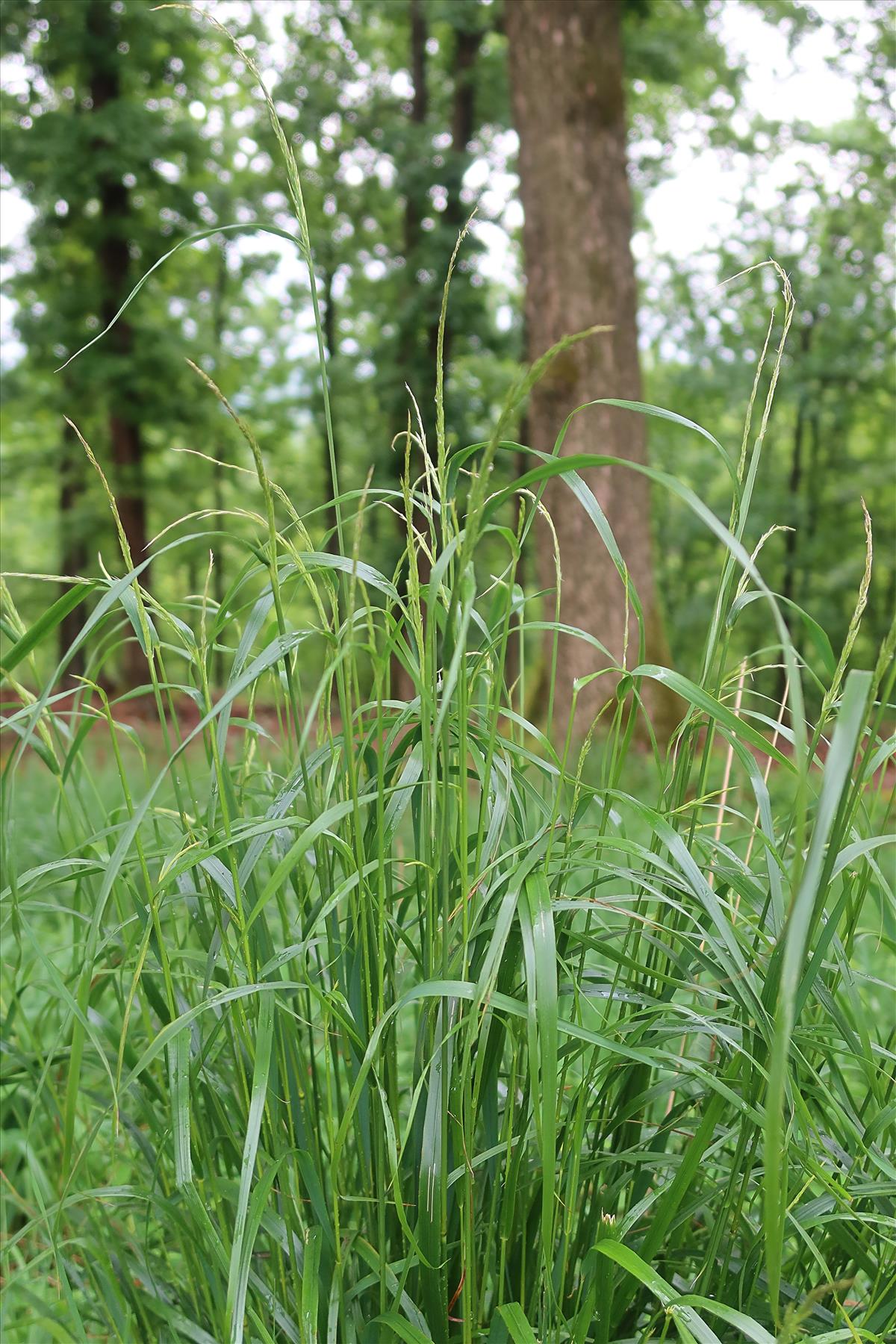 Calamagrostis arundinacea (door Otto Zijlstra)