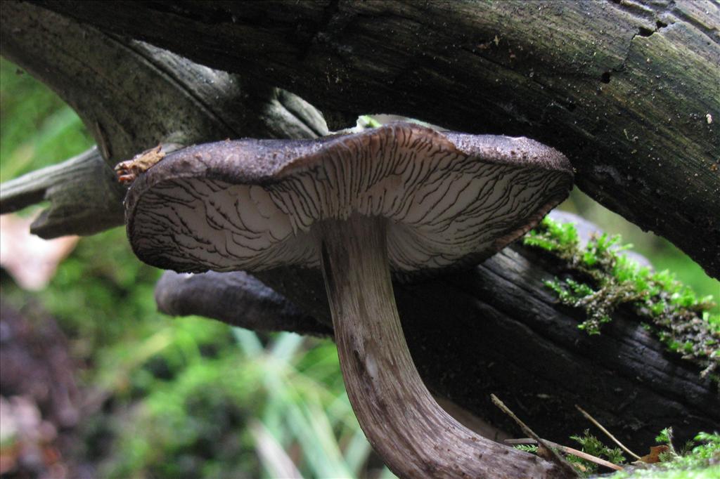 Pluteus atromarginatus (door Hans Keppel)