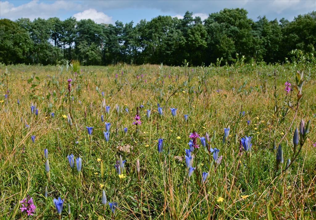 Gentiana pneumonanthe (door Jelle Hofstra)