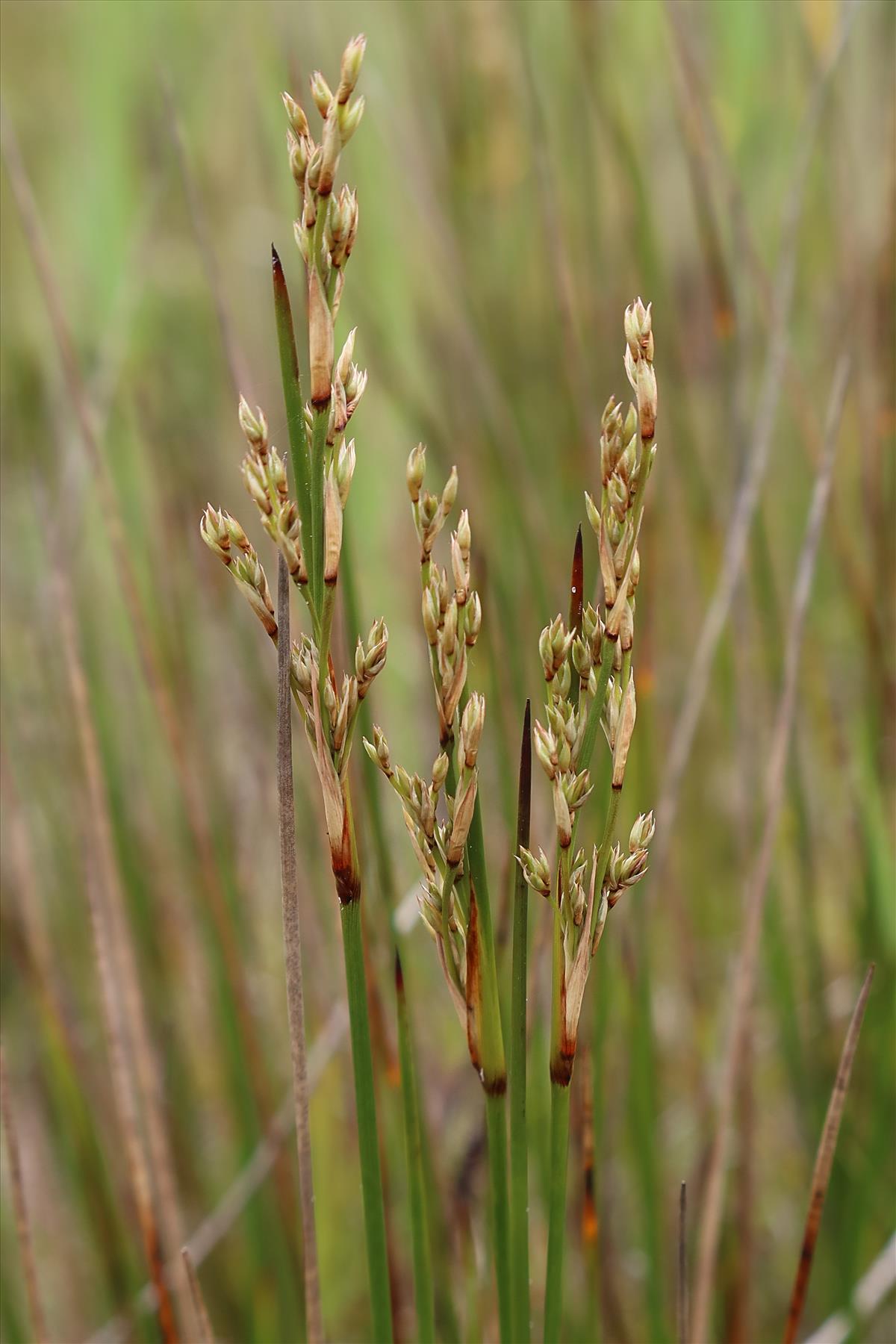 Juncus maritimus (door Otto Zijlstra)