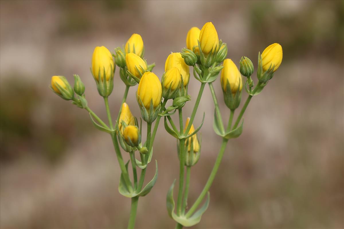 Blackstonia perfoliata subsp. perfoliata (door Otto Zijlstra)
