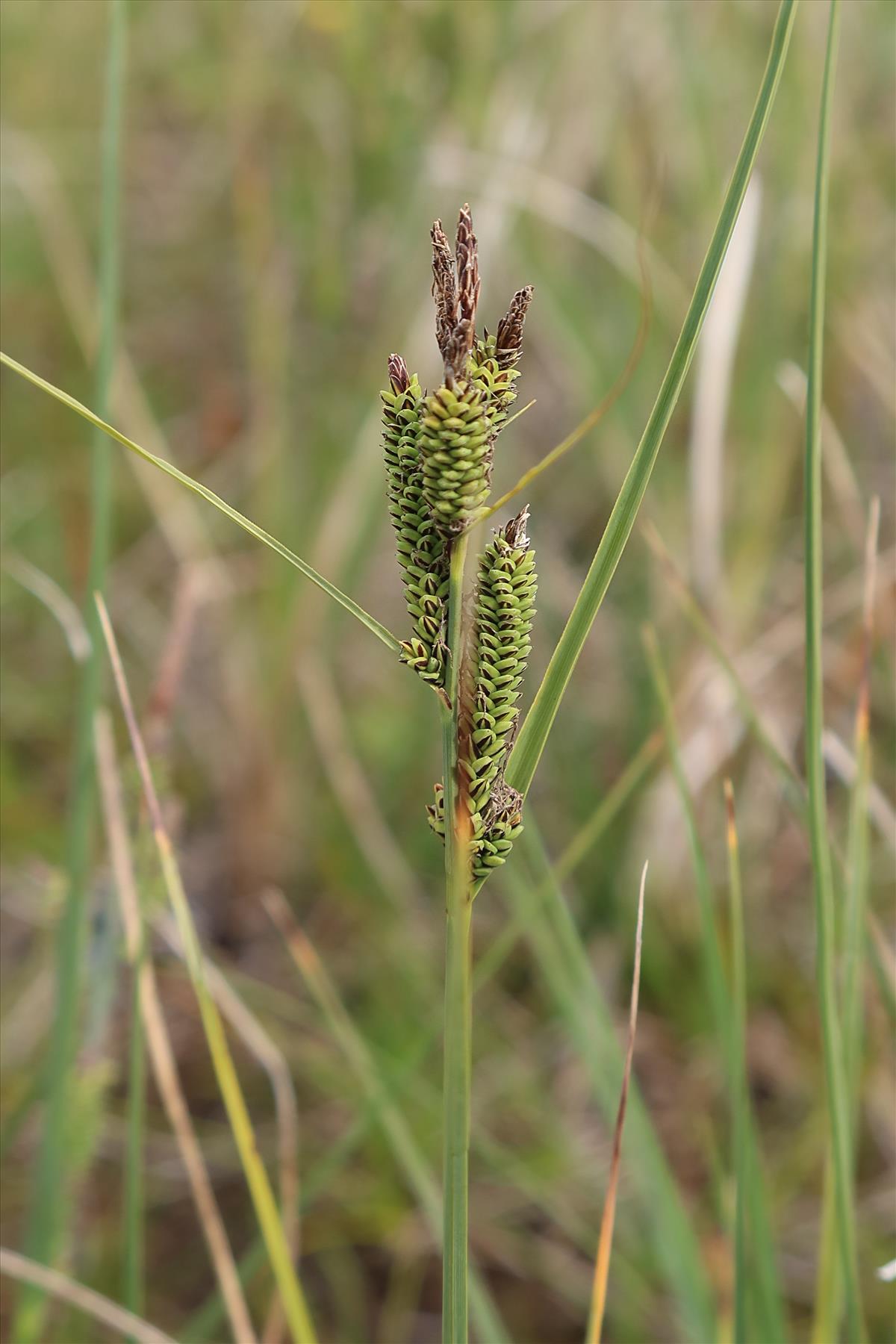 Carex trinervis (door Otto Zijlstra)
