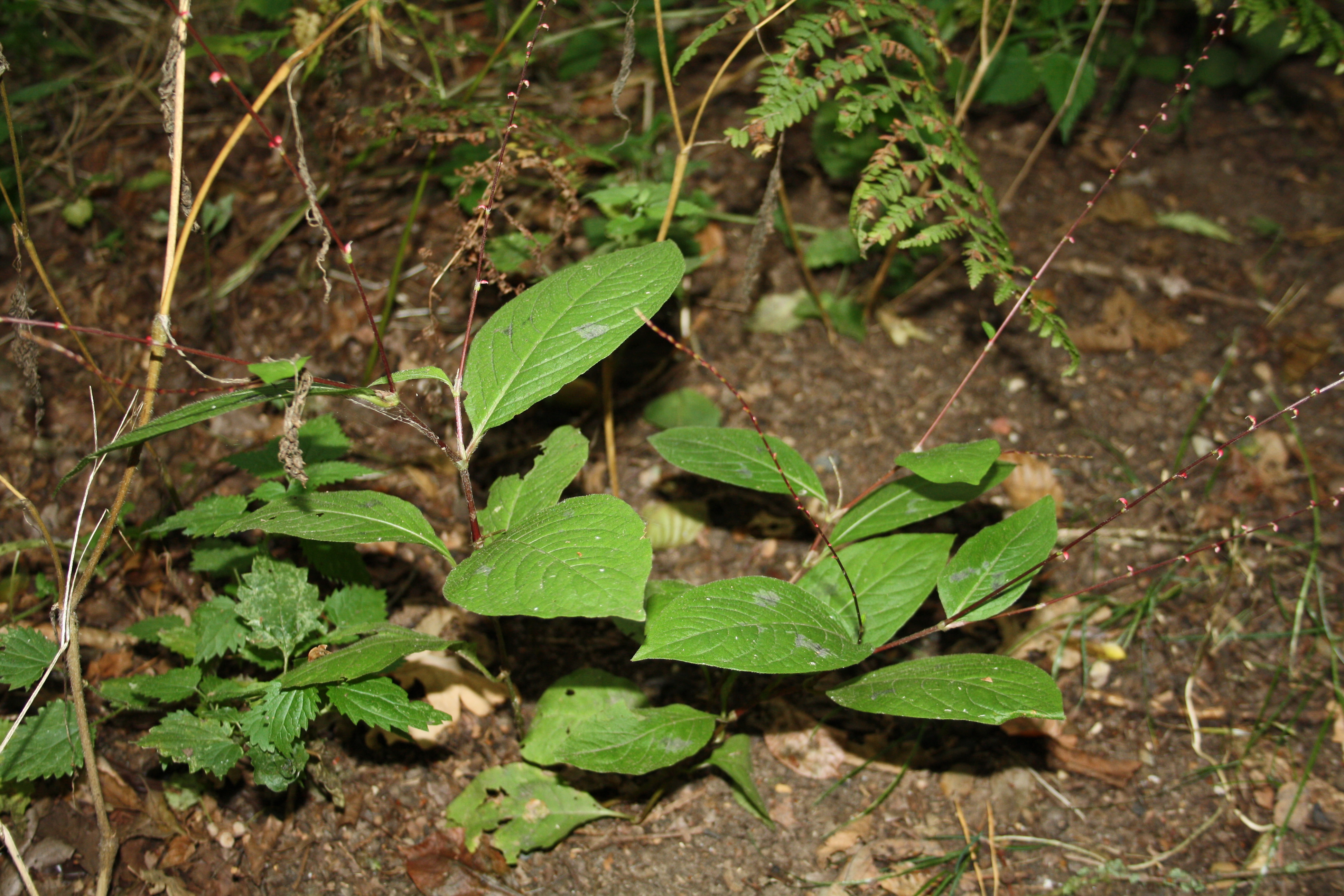 Persicaria virginiana (door thebors)