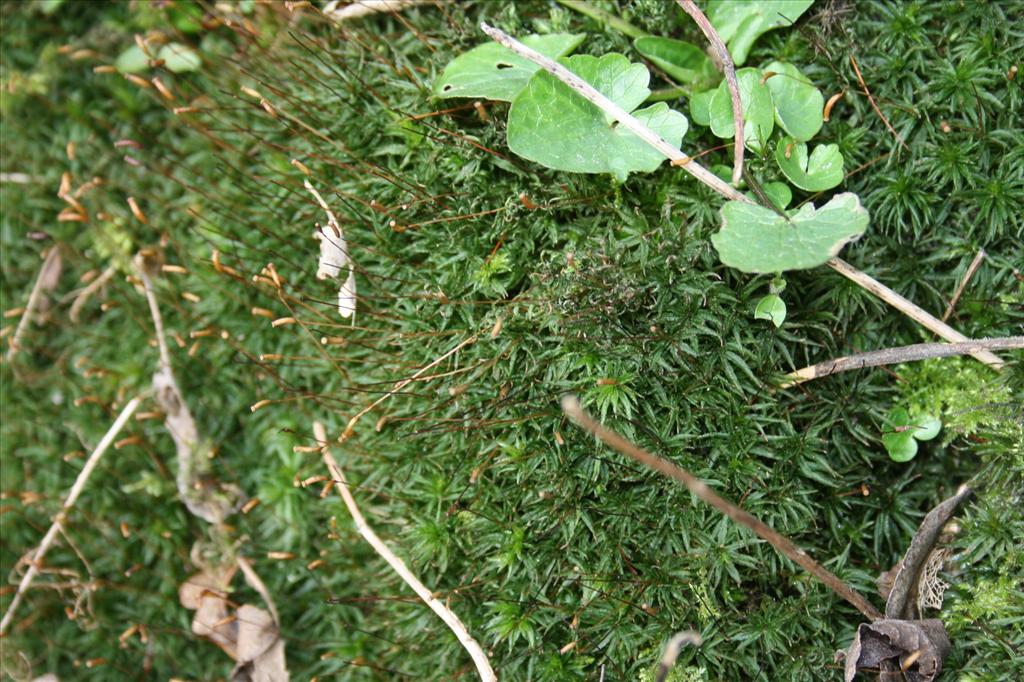 Atrichum undulatum (door Hans Meijer)