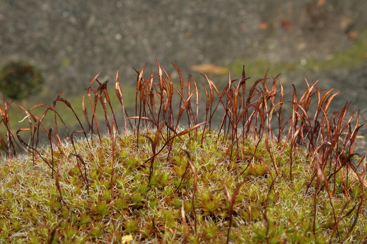 Syntrichia ruralis var. calcicola (door Jan Kersten)