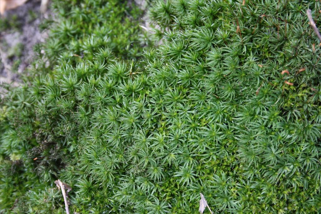 Atrichum undulatum (door Hans Meijer)