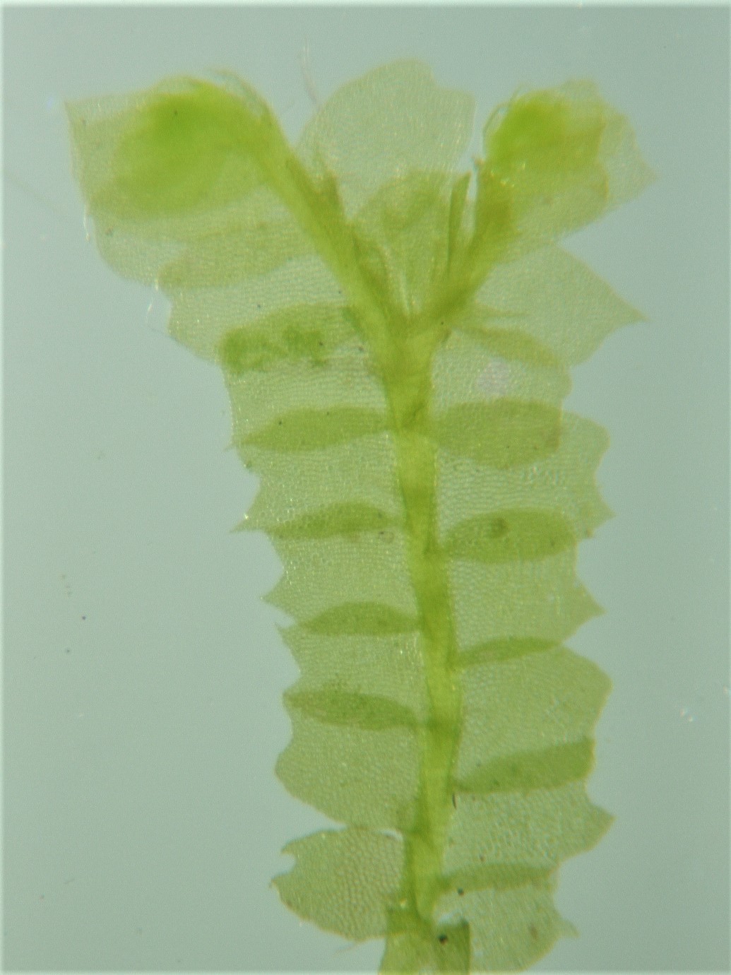 Lophocolea heterophylla (door Jan Kersten)