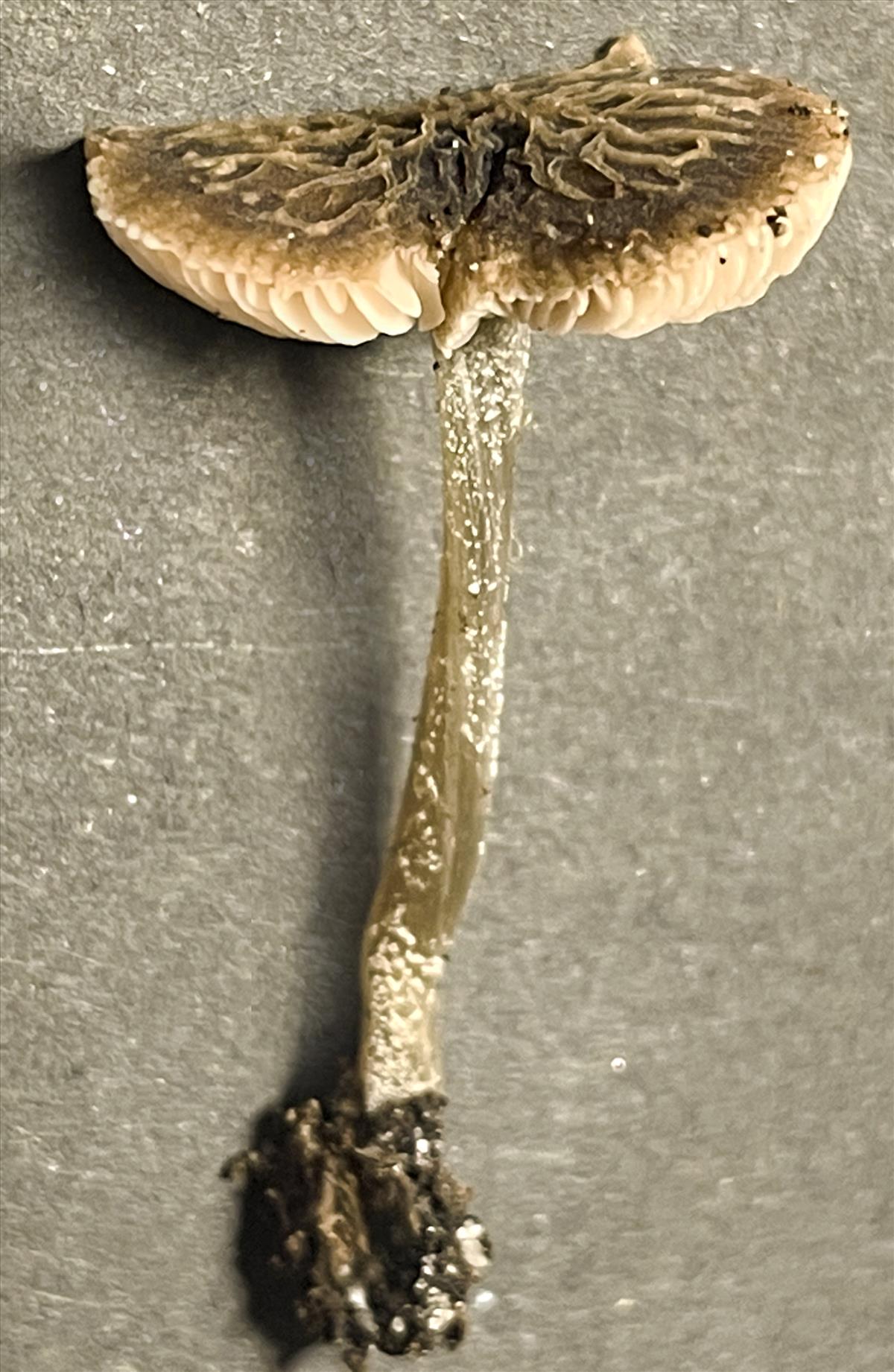 Pluteus thomsonii (door Menno Boomsluiter)