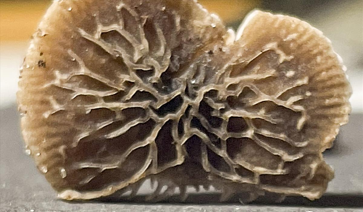 Pluteus thomsonii (door Menno Boomsluiter)