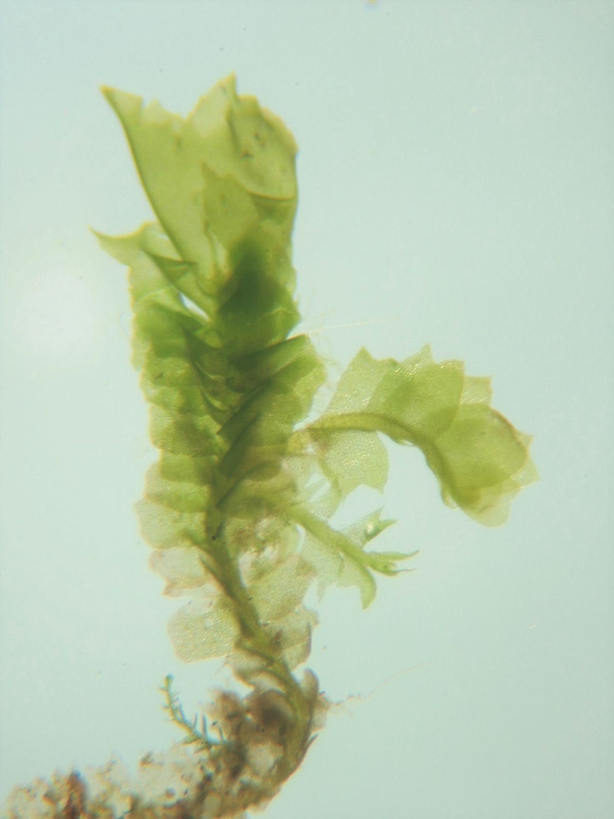 Lophocolea heterophylla (door Jan Kersten)