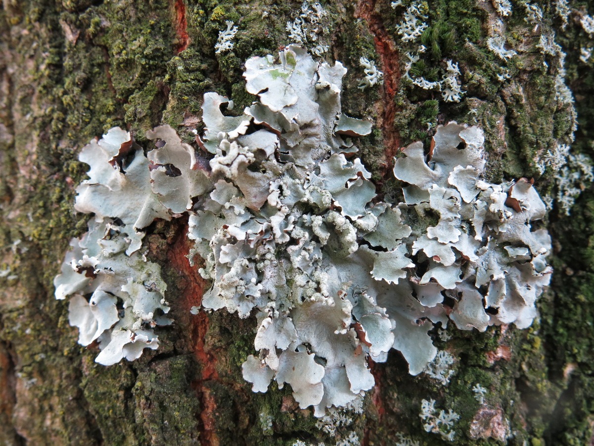 Parmotrema pseudoreticulatum (door Hans Toetenel)