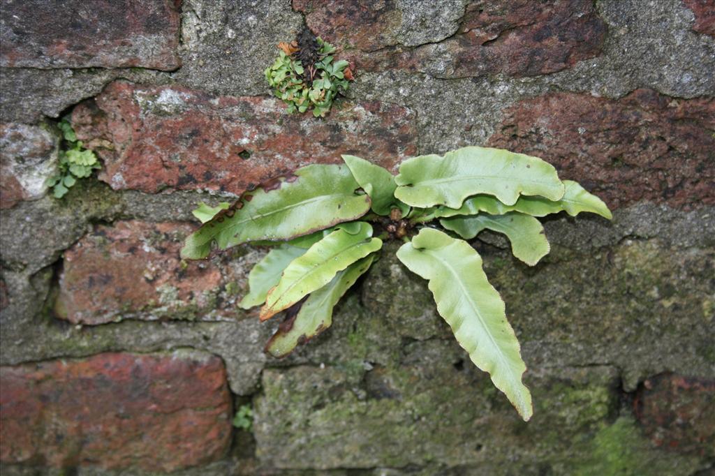 Asplenium scolopendrium (door Hans Meijer)