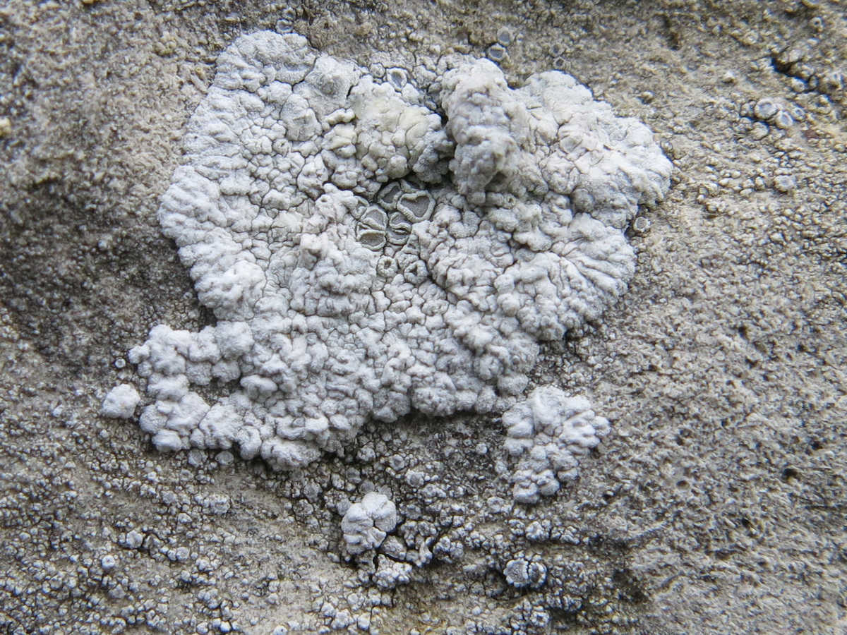 Lecanora pruinosa (door Hans Toetenel)