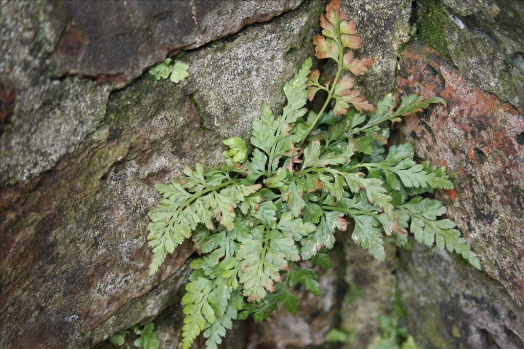 Asplenium adiantum-nigrum (door Hans Meijer)