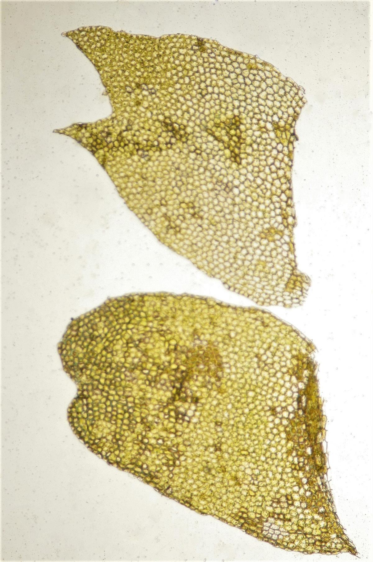 Lophocolea heterophylla (door Jan Kersten)