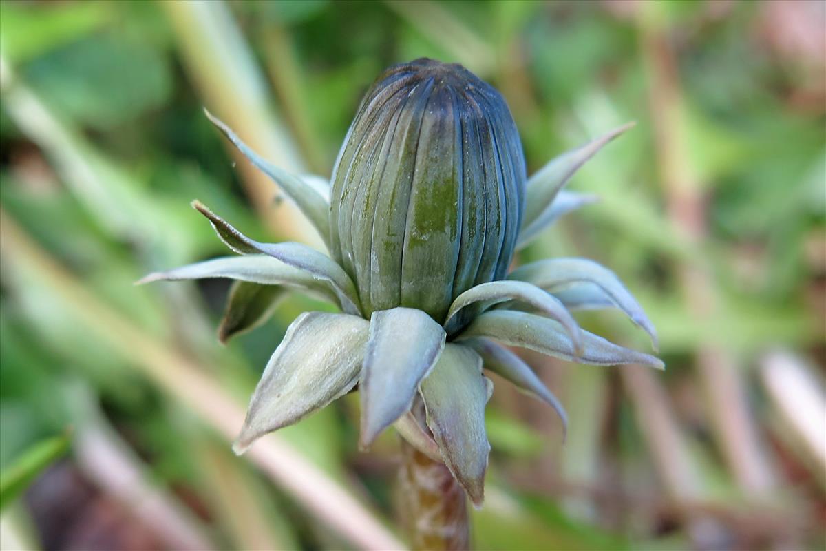 Taraxacum brabanticum (door Otto Zijlstra)