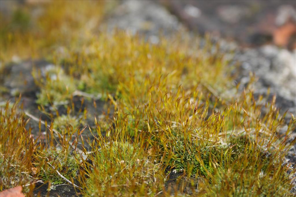 Tortula muralis (door Hans Meijer)