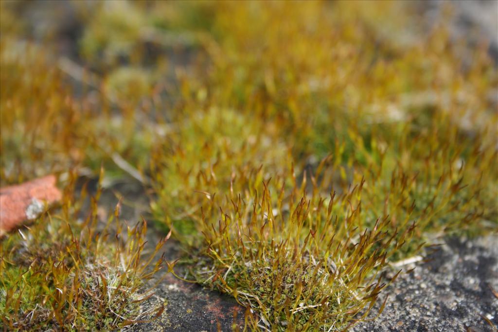 Tortula muralis (door Hans Meijer)