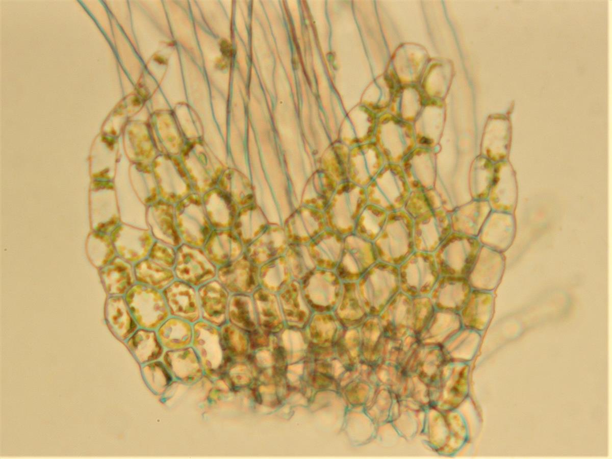 Lophocolea heterophylla (door Jan Kersten)