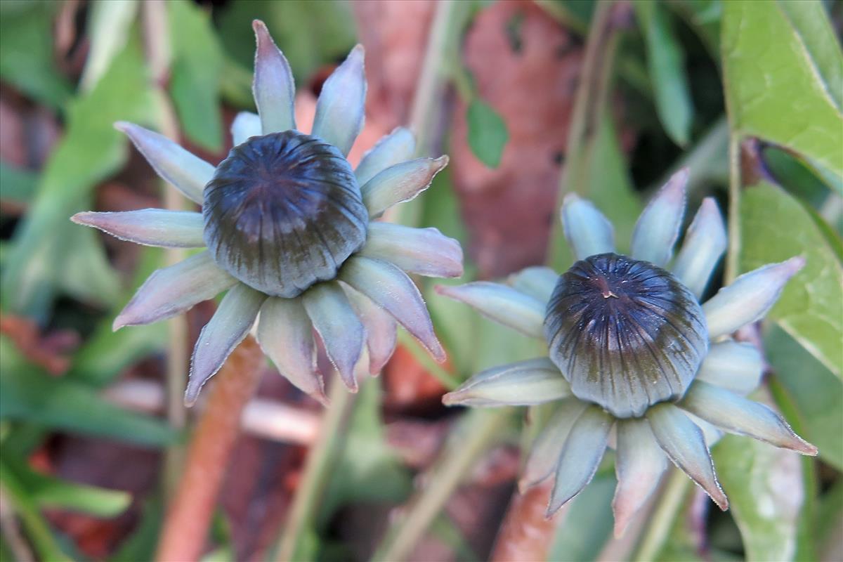 Taraxacum brabanticum (door Otto Zijlstra)