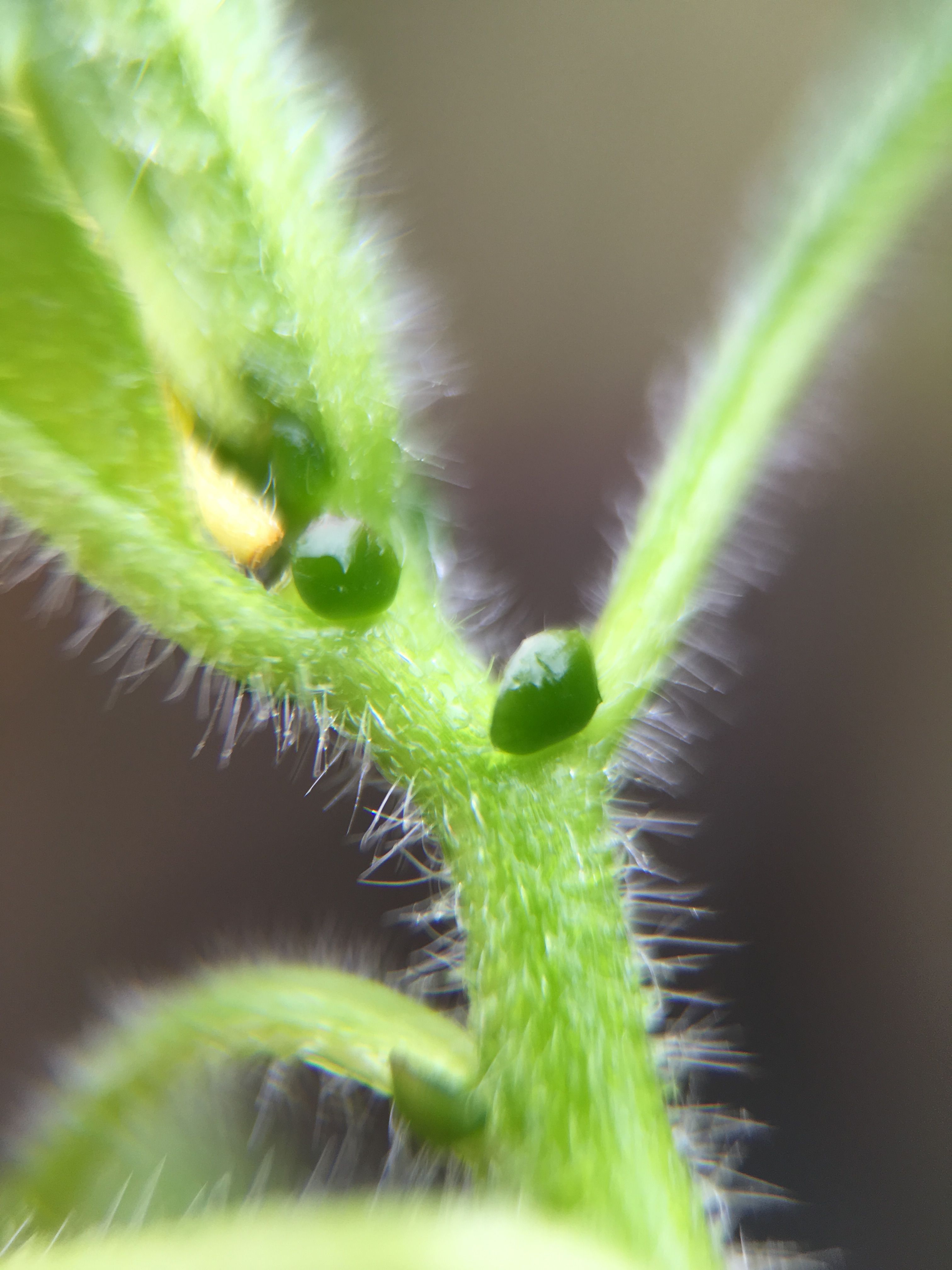 Ludwigia peploides subsp. montevidensis (door Baudewijn Odé)