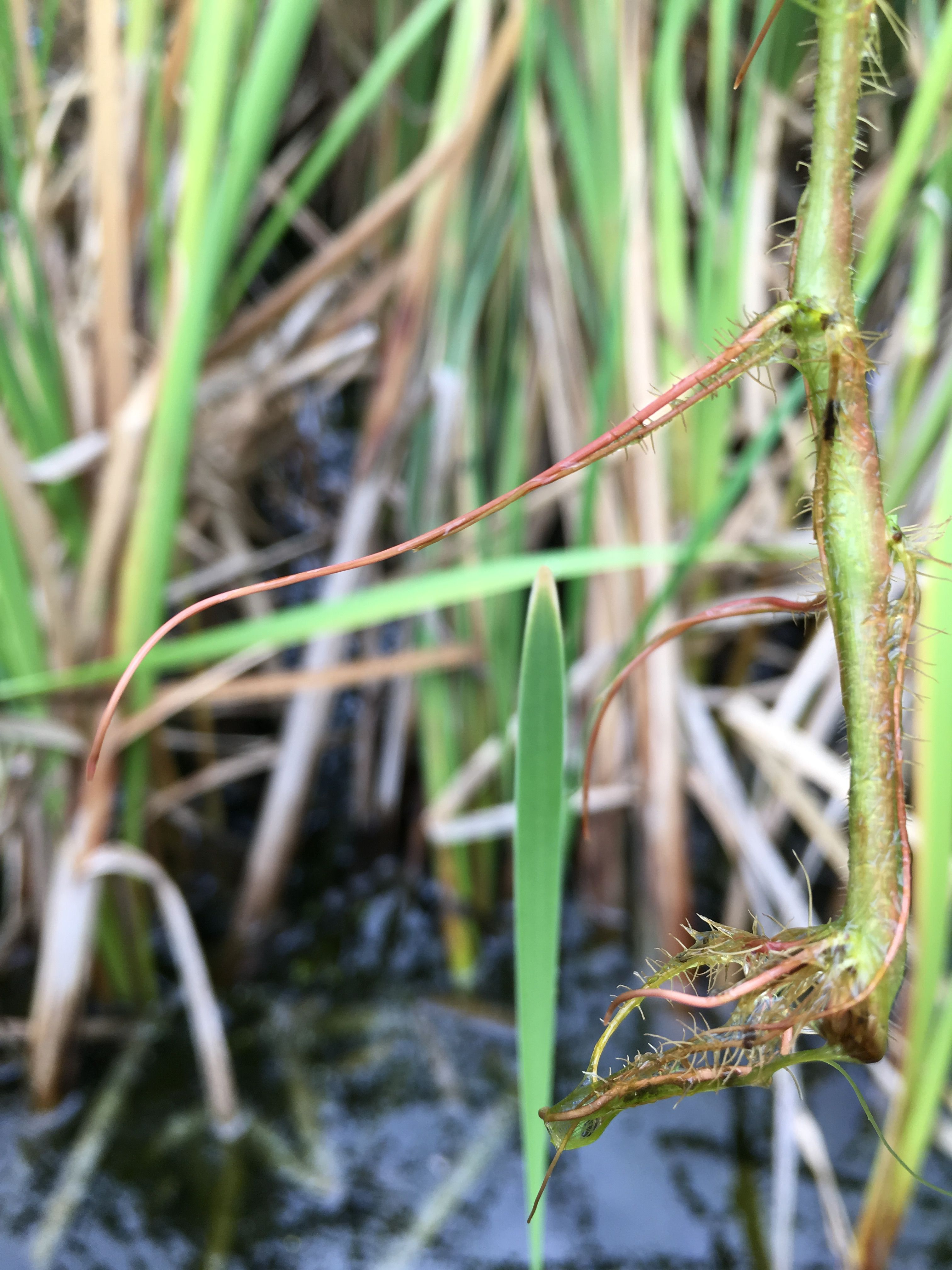 Ludwigia peploides subsp. montevidensis (door Baudewijn Odé)