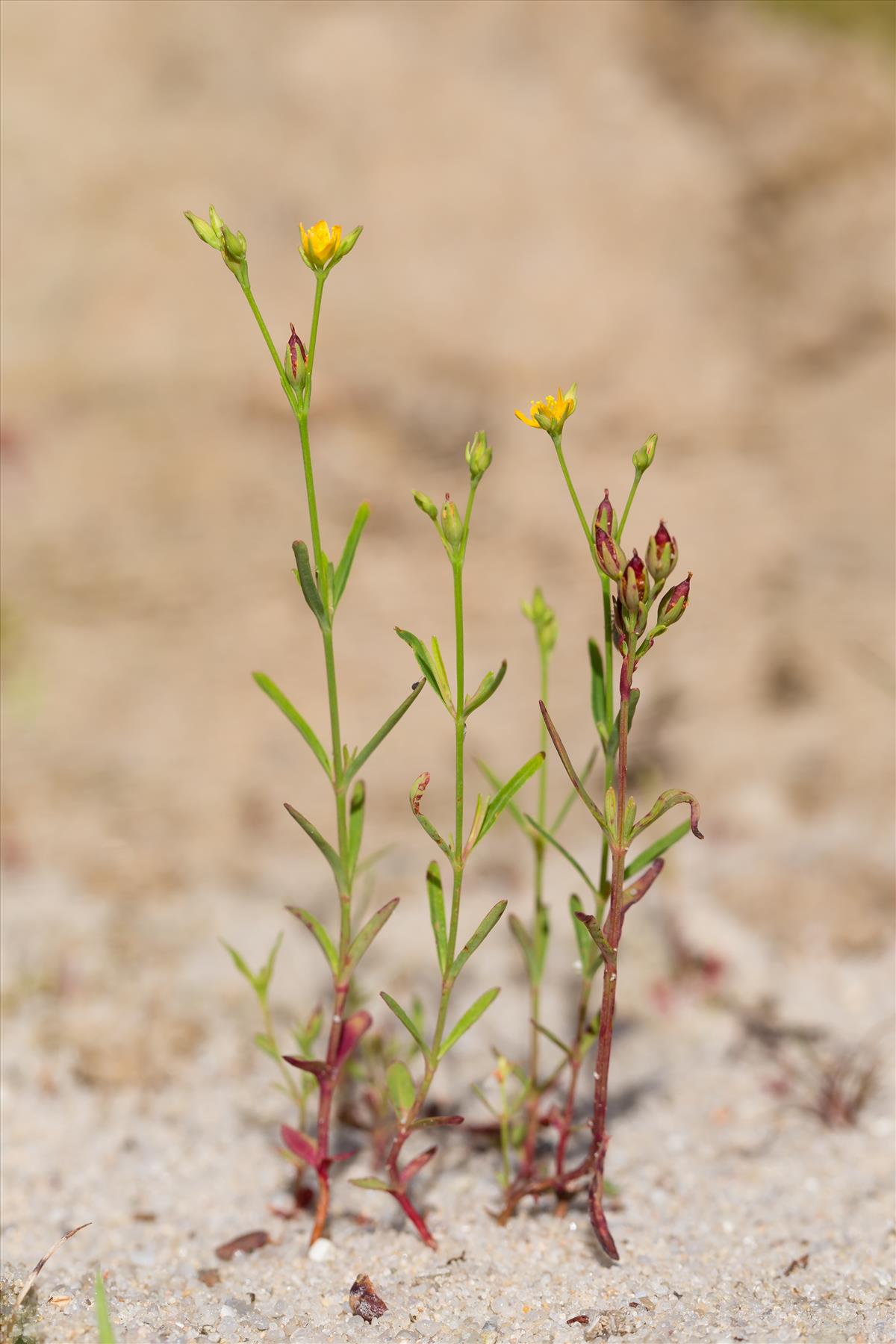 Hypericum canadense (door Bert Blok)