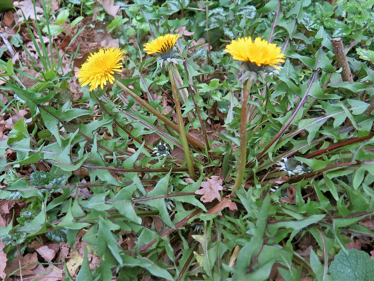 Taraxacum brabanticum (door Otto Zijlstra)