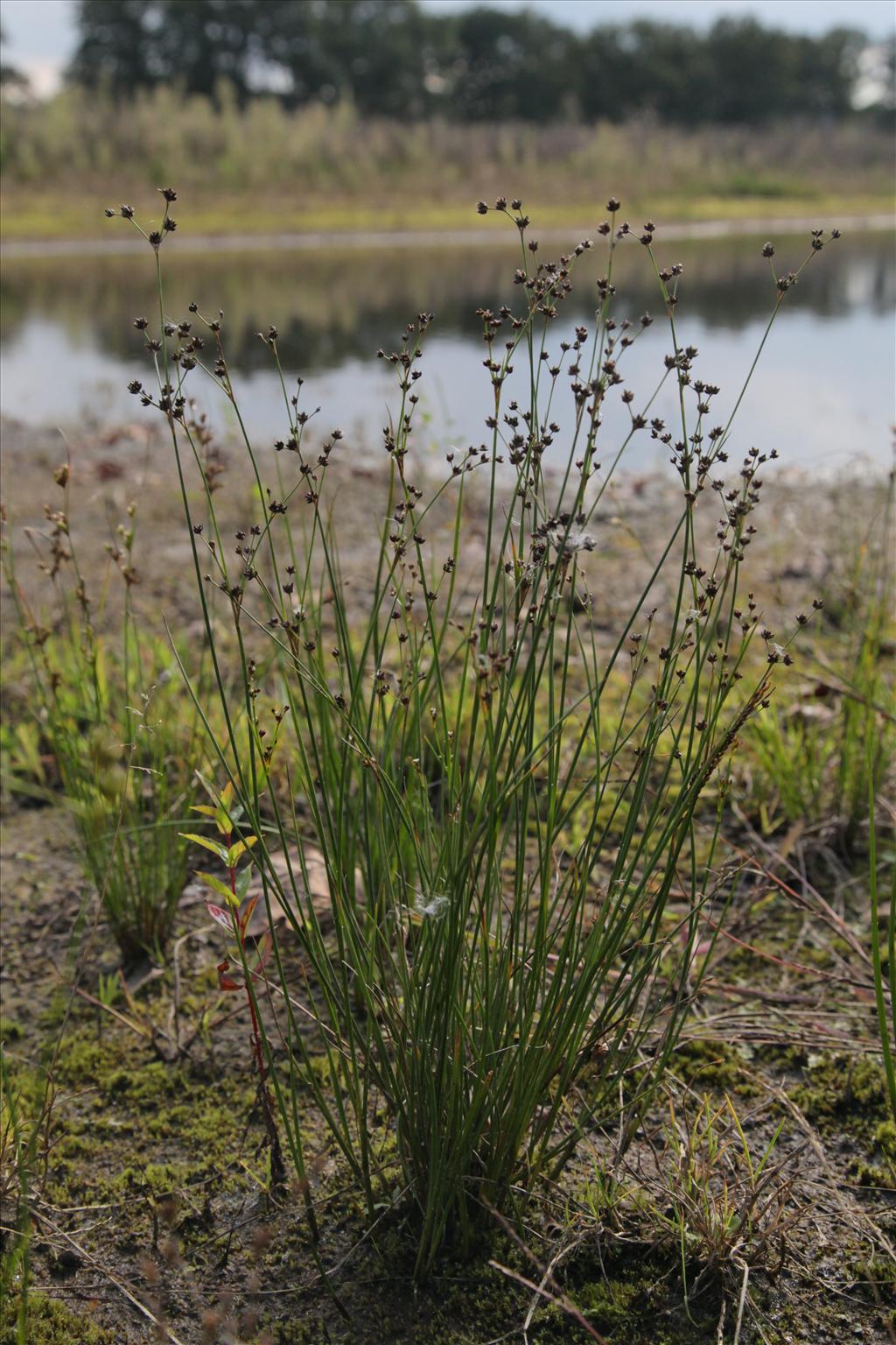 Juncus alpinoarticulatus (door Jelle Hofstra)