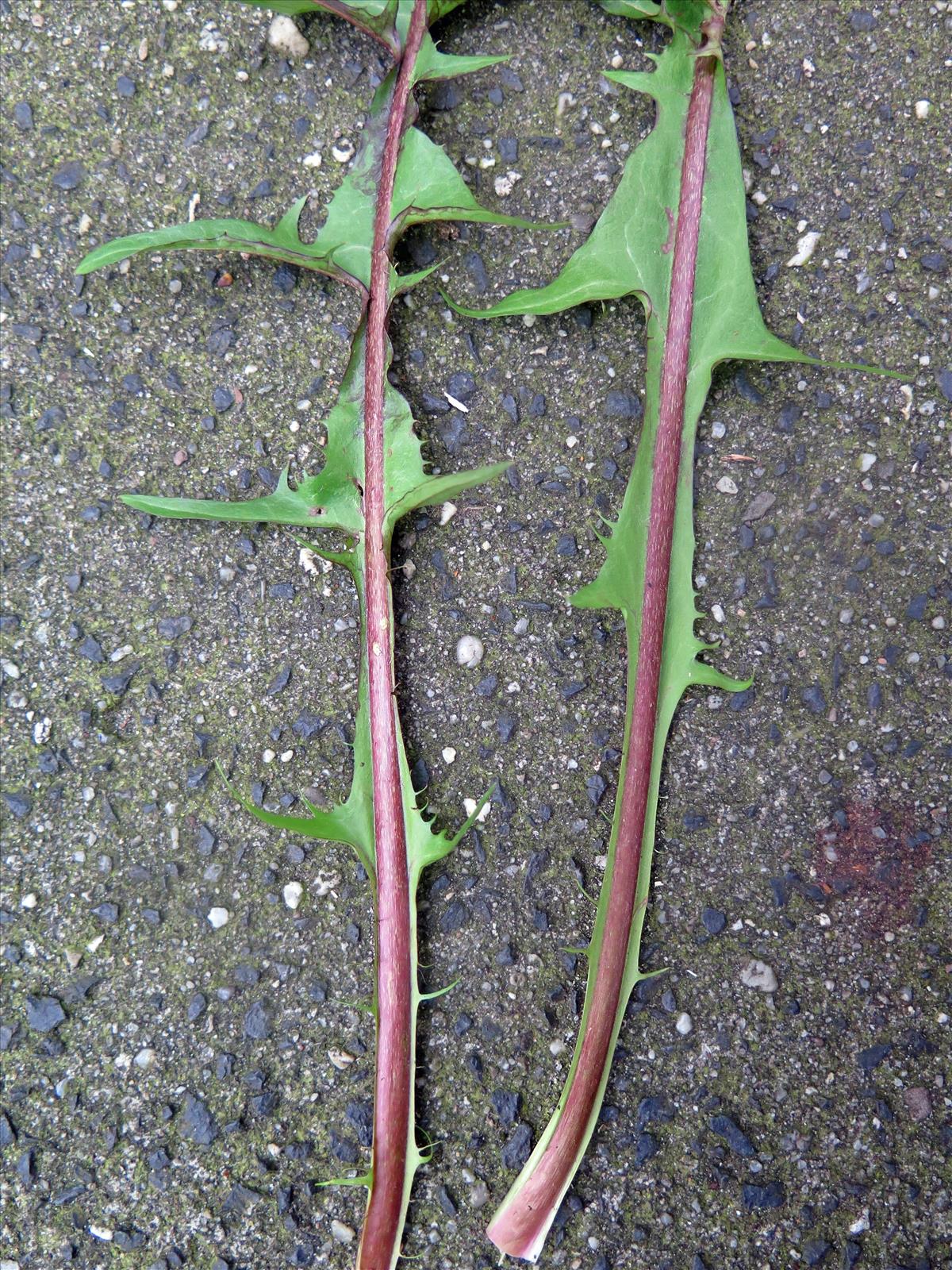 Taraxacum brabanticum (door Otto Zijlstra)