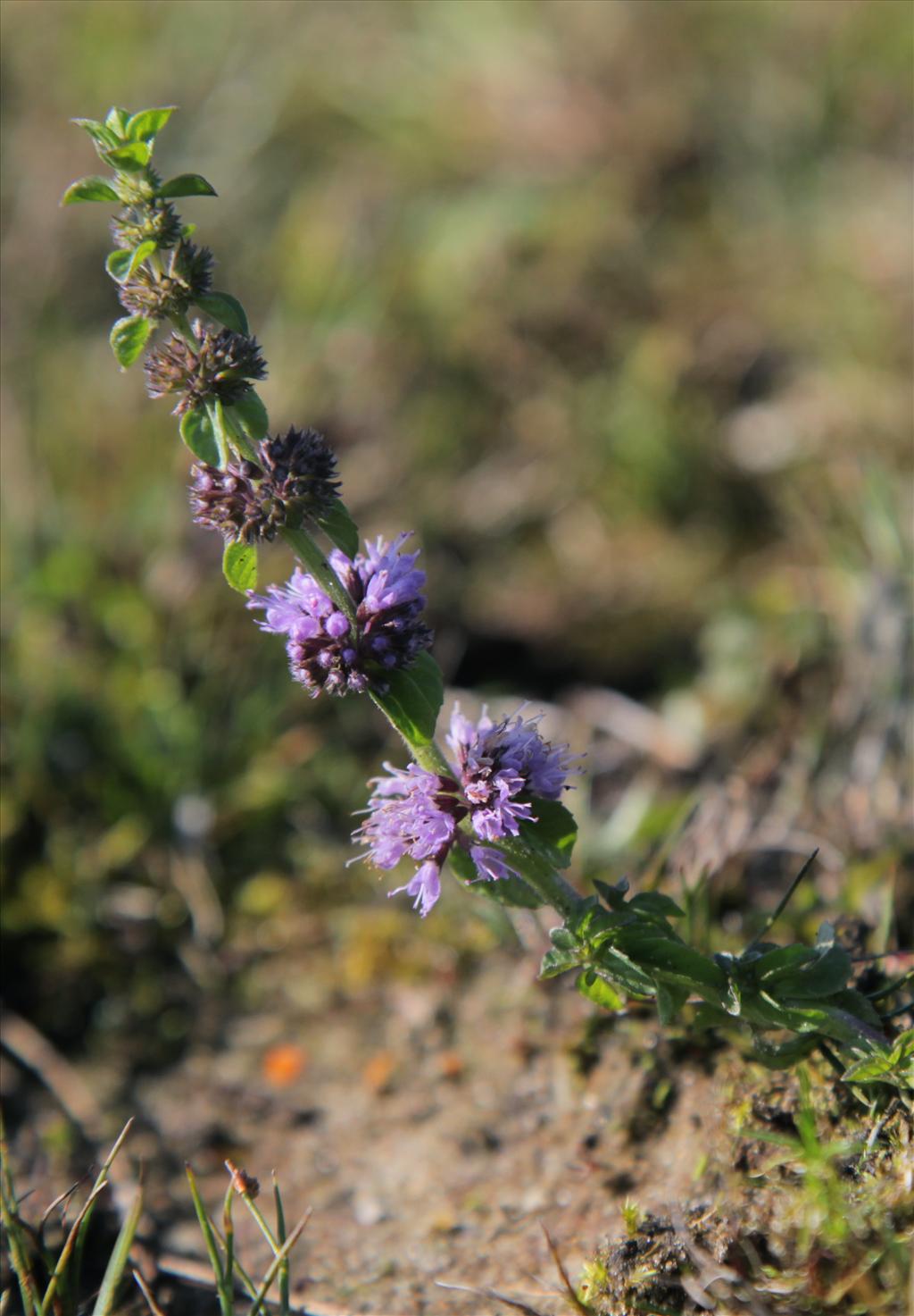 Mentha pulegium (door Jelle Hofstra)