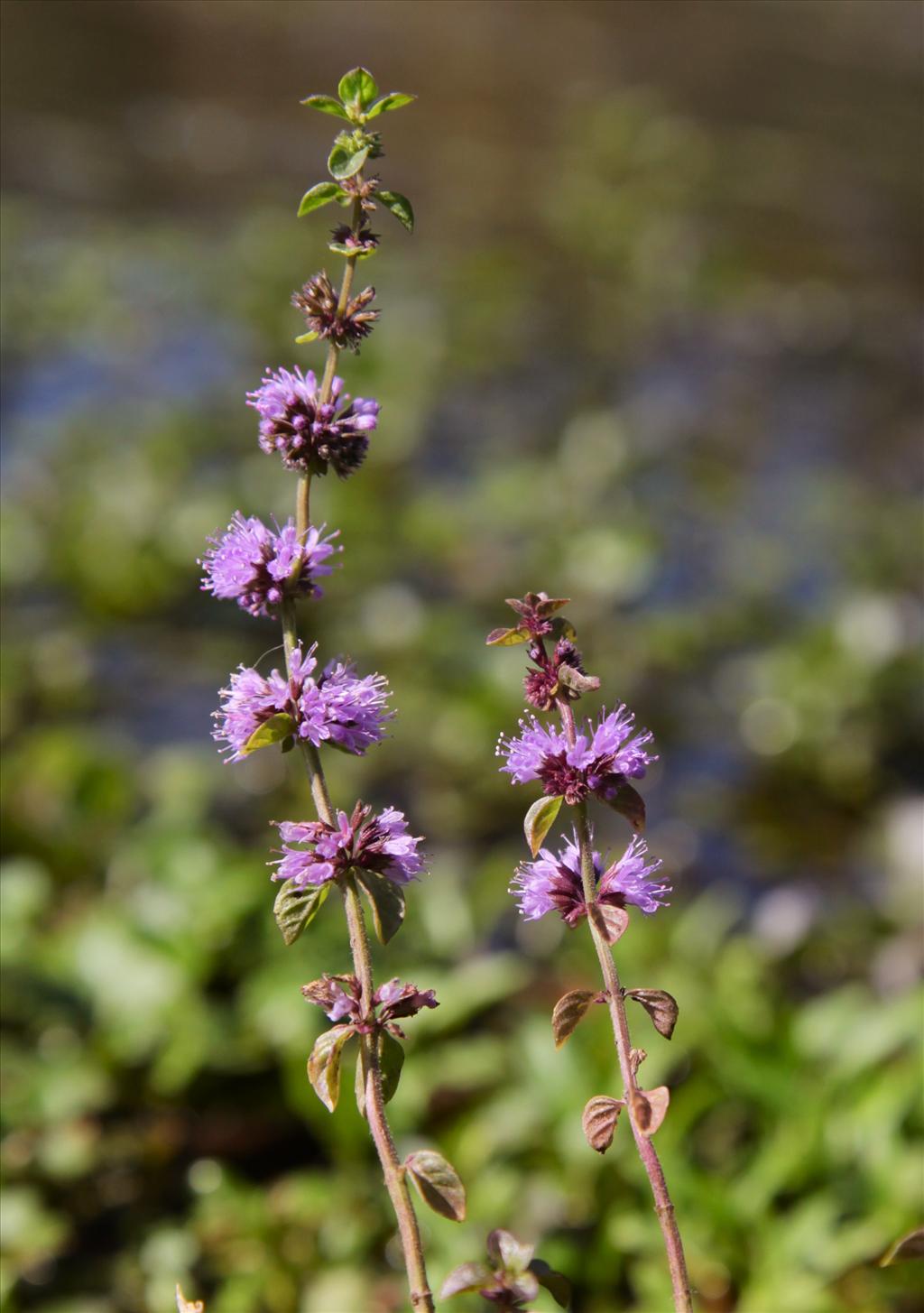 Mentha pulegium (door Jelle Hofstra)