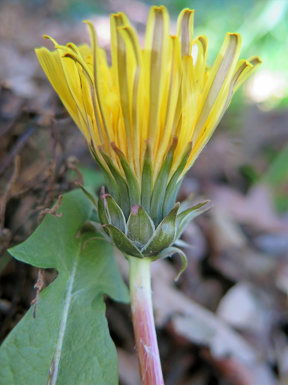 Taraxacum gelertii (door Otto Zijlstra)