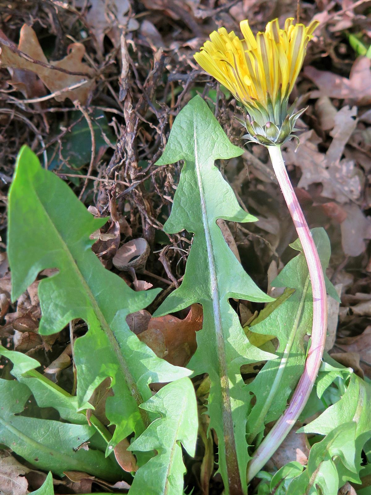 Taraxacum gelertii (door Otto Zijlstra)