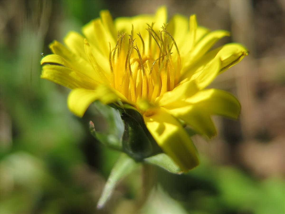 Taraxacum duplidentifrons (door Otto Zijlstra)