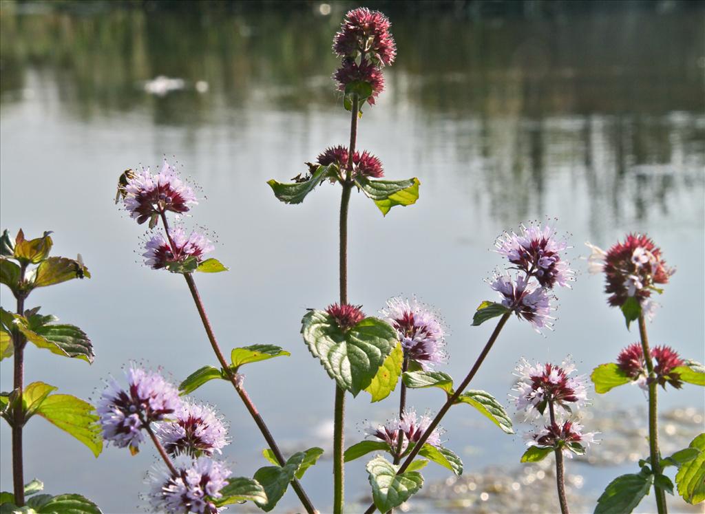 Mentha aquatica (door Jelle Hofstra)