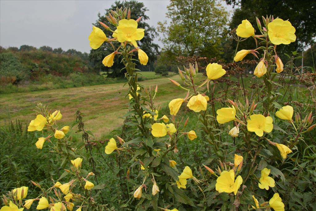 Oenothera glazioviana (door Jelle Hofstra)