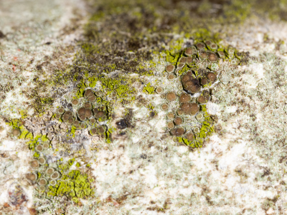 Myriolecis persimilis (door Matthijs Molenaar)