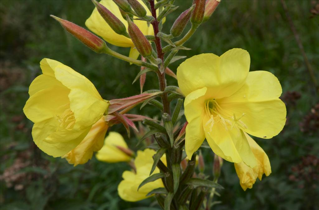 Oenothera glazioviana (door Jelle Hofstra)