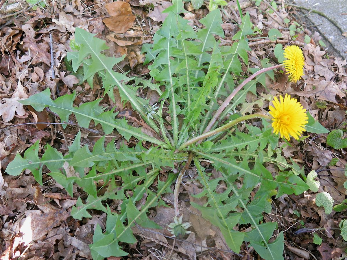 Taraxacum lunare (door Otto Zijlstra)