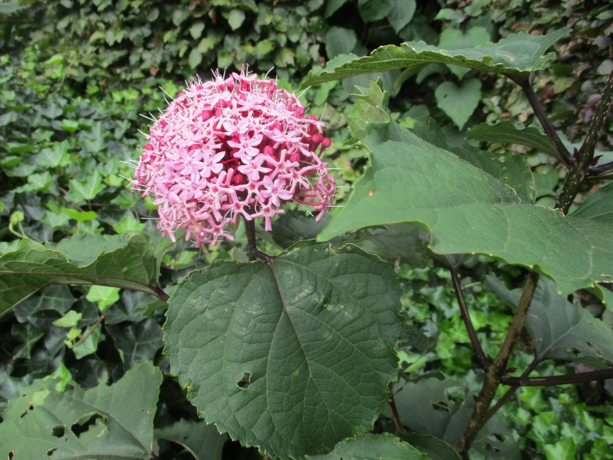 Clerodendrum bungei (door Toon Verrijdt)