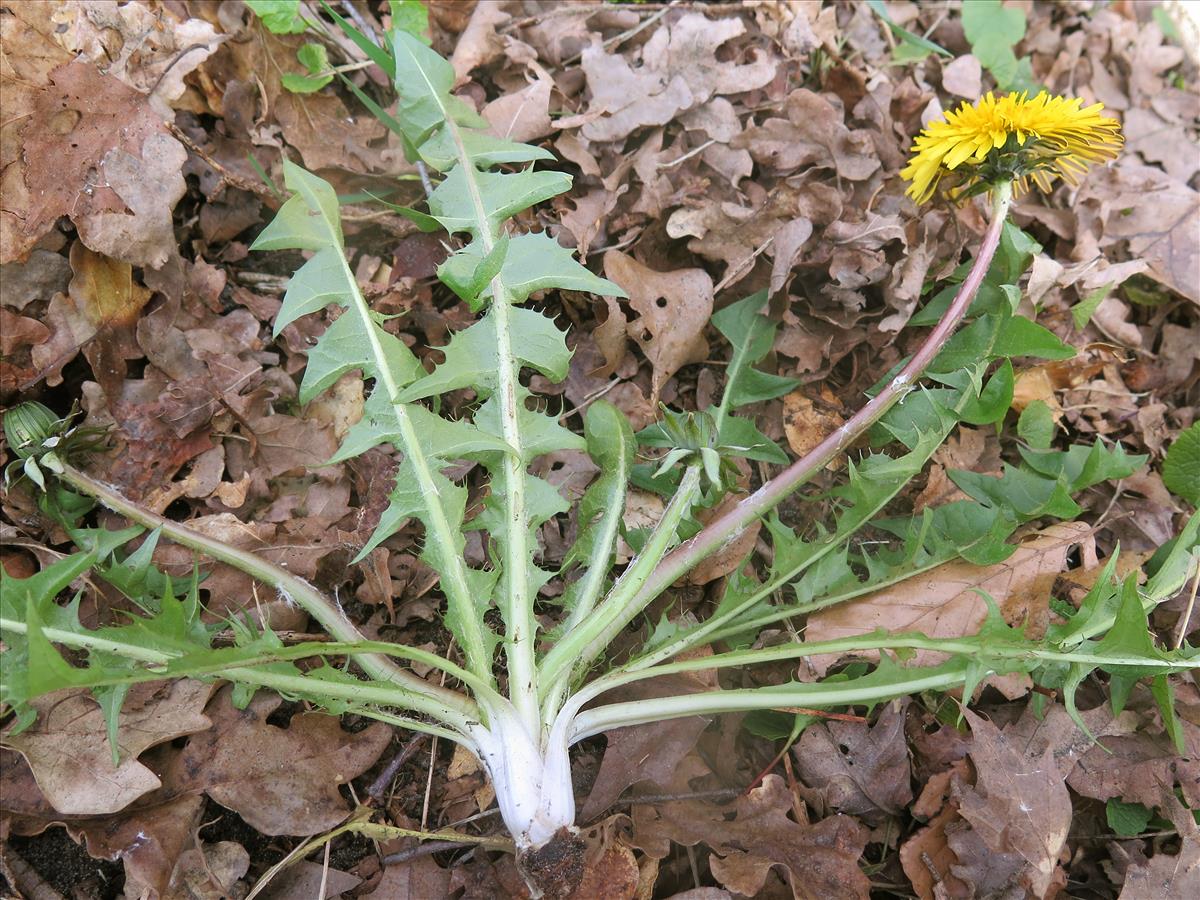 Taraxacum lunare (door Otto Zijlstra)