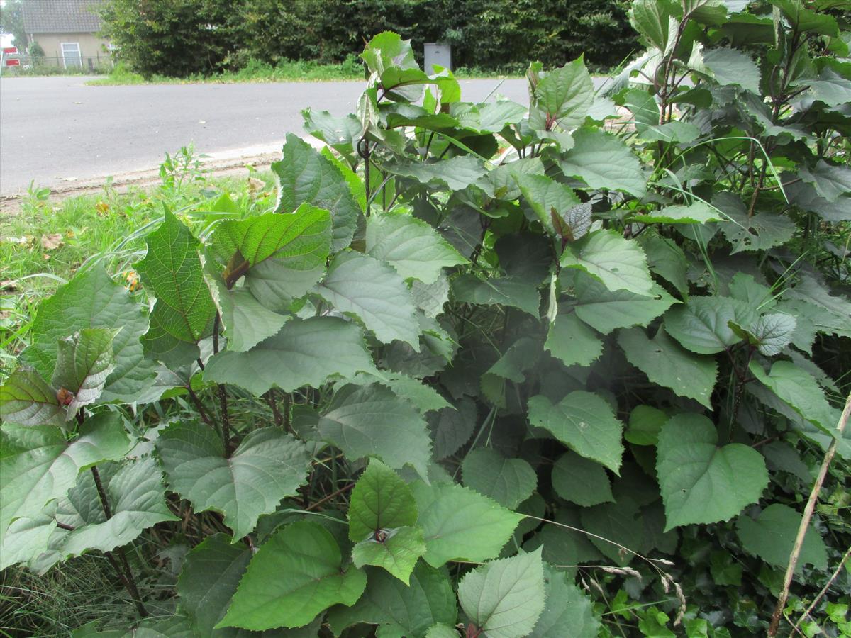 Clerodendrum bungei (door Toon Verrijdt)