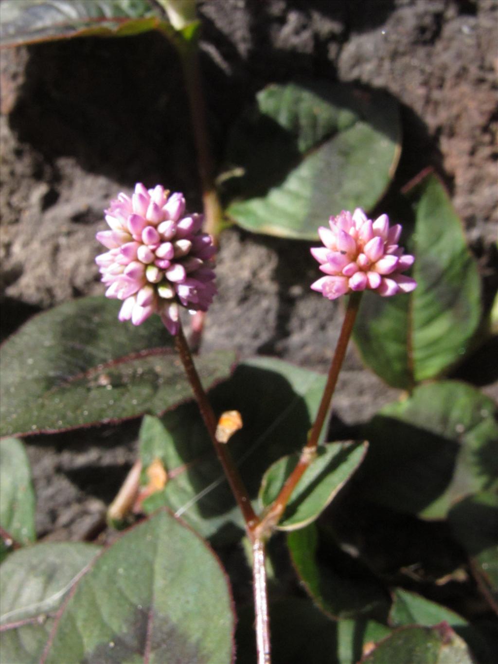 Persicaria capitata (door Gertjan van Mill)