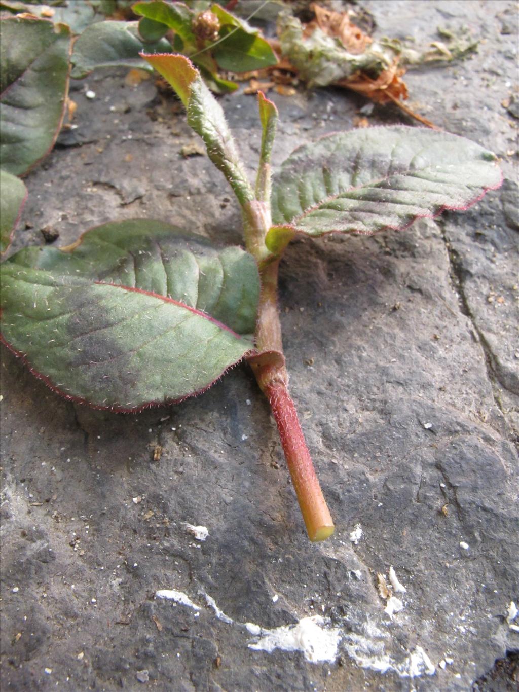 Persicaria capitata (door Gertjan van Mill)