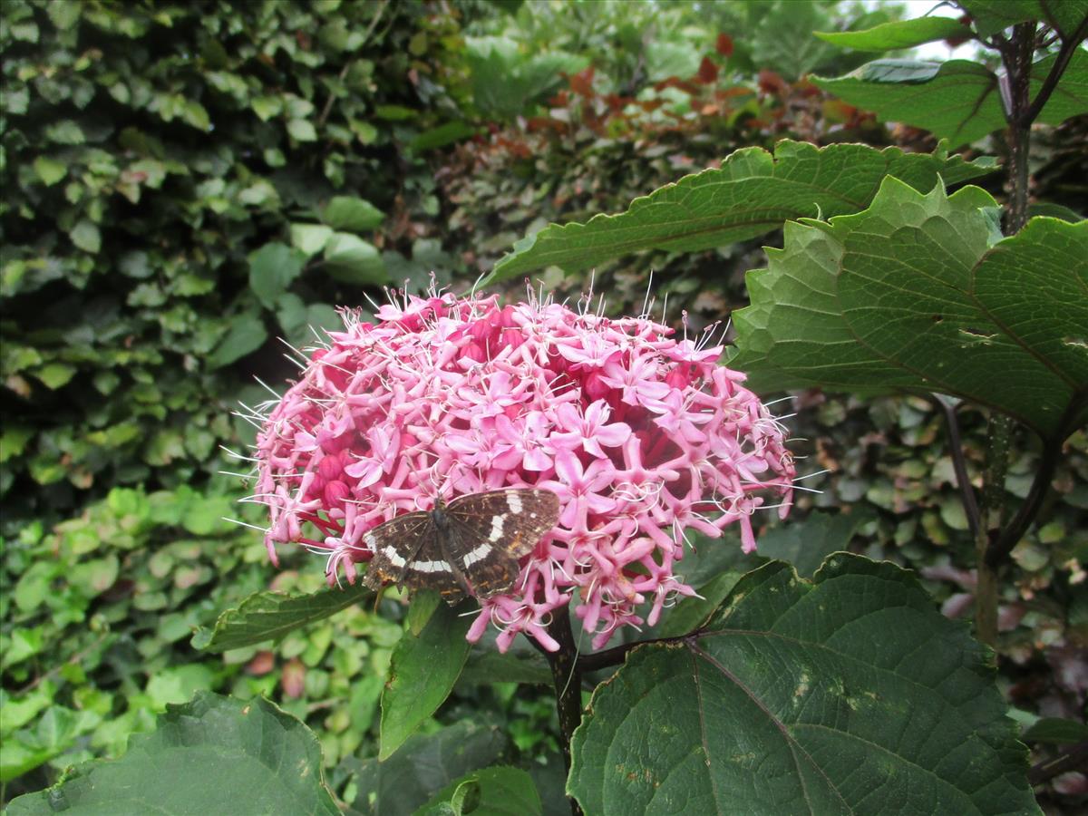 Clerodendrum bungei (door Toon Verrijdt)