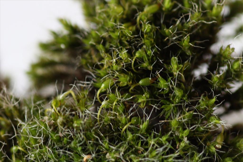 Grimmia pulvinata (door Hans Meijer)