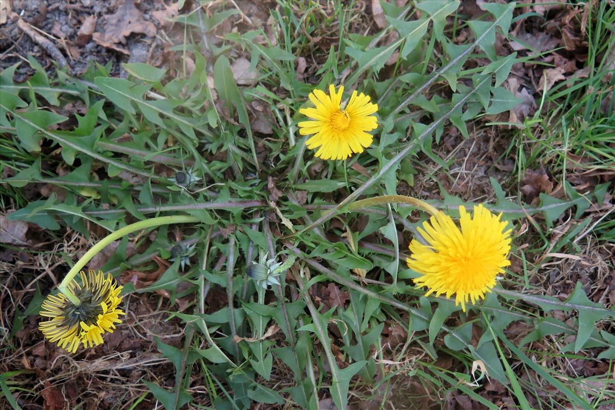 Taraxacum lancidens (door Otto Zijlstra)