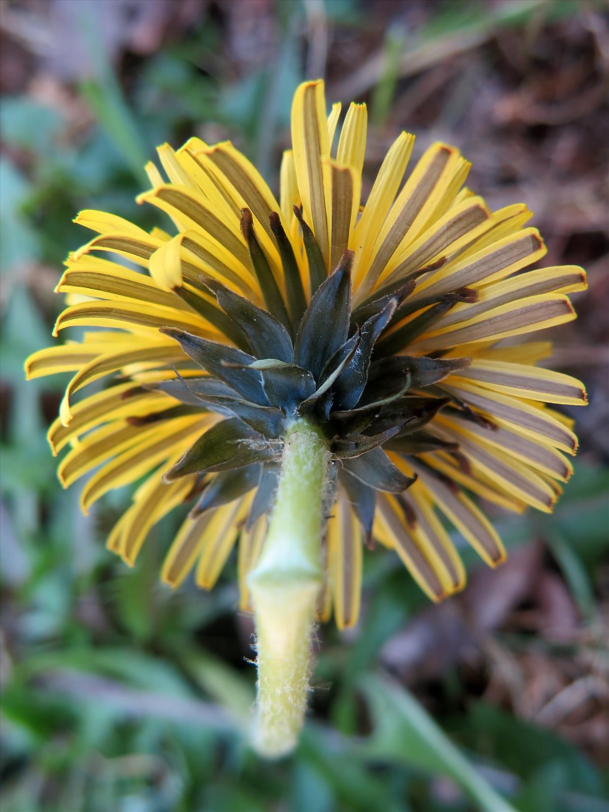 Taraxacum lancidens (door Otto Zijlstra)